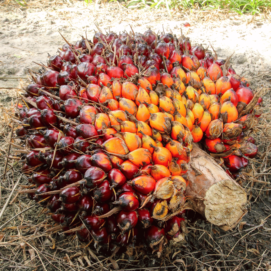 Carousell Testimony (2)