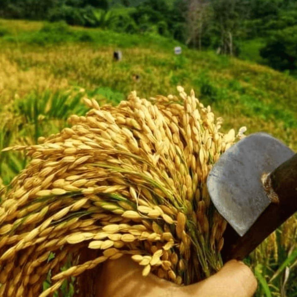 Carousell Testimony (3)