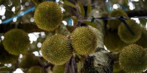 pokok durian