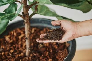 tanda pokok terlebih baja