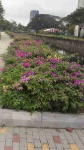 PowerGRO-Pokok-Bunga-Kertas-MBSP