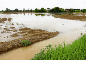 jenis tanah untuk tanaman