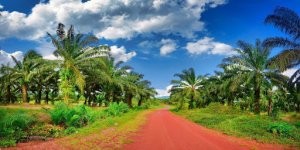 ladang sawit
